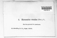 Marasmius oreades image